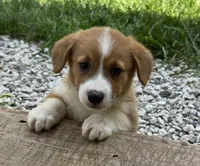Ruby, a female Pembroke Welsh Corgi for sale in Seymour, MO – 2 of 6