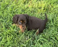 Oliver, a male Miniature Dachshund for sale in Seymour, MO – Photo 1 of 5