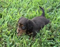 Oliver, a male Miniature Dachshund for sale in Seymour, MO – Photo 3 of 5