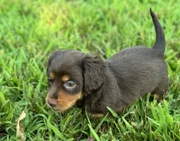 Oliver, a male Miniature Dachshund for sale in Seymour, MO – Photo 4 of 5