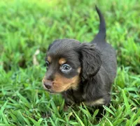 Oliver, a male Miniature Dachshund for sale in Seymour, MO – Photo 2 of 5