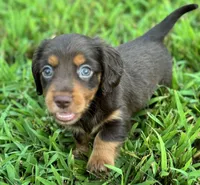 Oliver, a male Miniature Dachshund for sale in Seymour, MO – Photo 5 of 5