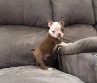 Joel, a male Boston Terrier for sale in Seymour, MO – Photo 4 of 6