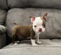 Joel, a male Boston Terrier for sale in Seymour, MO – Photo 2 of 6