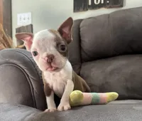Joel, a male Boston Terrier for sale in Seymour, MO – Photo 6 of 6