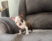 Joel, a male Boston Terrier for sale in Seymour, MO – Photo 5 of 6