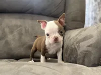 Joel, a male Boston Terrier for sale in Seymour, MO – Photo 1 of 6