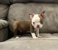 Joel, a male Boston Terrier for sale in Seymour, MO – Photo 3 of 6