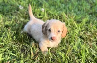 Holly, a female Miniature Dachshund for sale in Seymour, MO – Photo 3 of 6