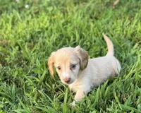 Holly, a female Miniature Dachshund for sale in Seymour, MO – Photo 2 of 6