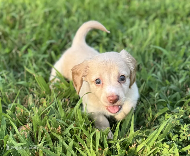 Holly, a female Miniature Dachshund for sale in Seymour, MO – Photo 1 of 6