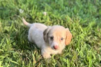 Holly, a female Miniature Dachshund for sale in Seymour, MO – Photo 6 of 6