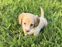 Holly, a female Miniature Dachshund for sale in Seymour, MO – Photo 4 of 6