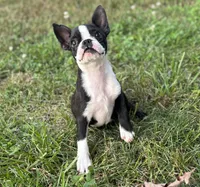 Dolly, a female Boston Terrier for sale in Seymour, MO – Photo 2 of 10