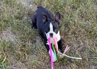 Dolly, a female Boston Terrier for sale in Seymour, MO – Photo 1 of 10