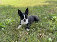 Dolly, a female Boston Terrier for sale in Seymour, MO – Photo 6 of 10