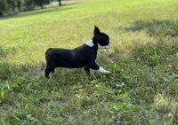 Dolly, a female Boston Terrier for sale in Seymour, MO – Photo 10 of 10