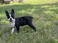 Dolly, a female Boston Terrier for sale in Seymour, MO – Photo 7 of 10