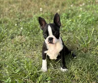 Dolly, a female Boston Terrier for sale in Seymour, MO – Photo 5 of 10