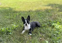 Dolly, a female Boston Terrier for sale in Seymour, MO – Photo 8 of 10