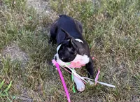 Dolly, a female Boston Terrier for sale in Seymour, MO – Photo 3 of 10