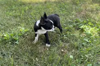 Dolly, a female Boston Terrier for sale in Seymour, MO – Photo 9 of 10