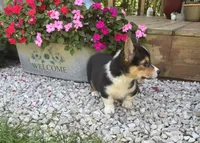 Hogan, a male Pembroke Welsh Corgi for sale in Seymour, MO – 2 of 3