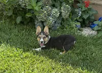 Felix, a male Pembroke Welsh Corgi for sale in Seymour, MO – Photo 1 of 7