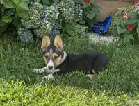 Felix, a male Pembroke Welsh Corgi for sale in Seymour, MO – Photo 5 of 7