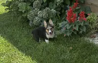 Felix, a male Pembroke Welsh Corgi for sale in Seymour, MO – Photo 6 of 7
