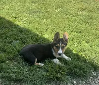 Felix, a male Pembroke Welsh Corgi for sale in Seymour, MO – Photo 3 of 7