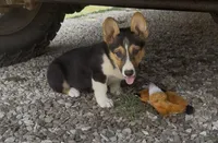 Felix, a male Pembroke Welsh Corgi for sale in Seymour, MO – Photo 2 of 7