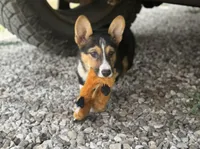 Felix, a male Pembroke Welsh Corgi for sale in Seymour, MO – Photo 4 of 7