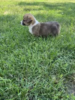 Darcy, a female Pembroke Welsh Corgi for sale in Seymour, MO – 5 of 5
