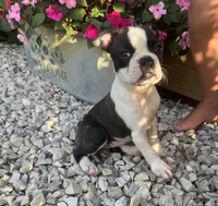 Jane, a female Boston Terrier for sale in Seymour, MO – 3 of 7
