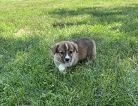 Darcy, a female Pembroke Welsh Corgi for sale in Seymour, MO – 3 of 5