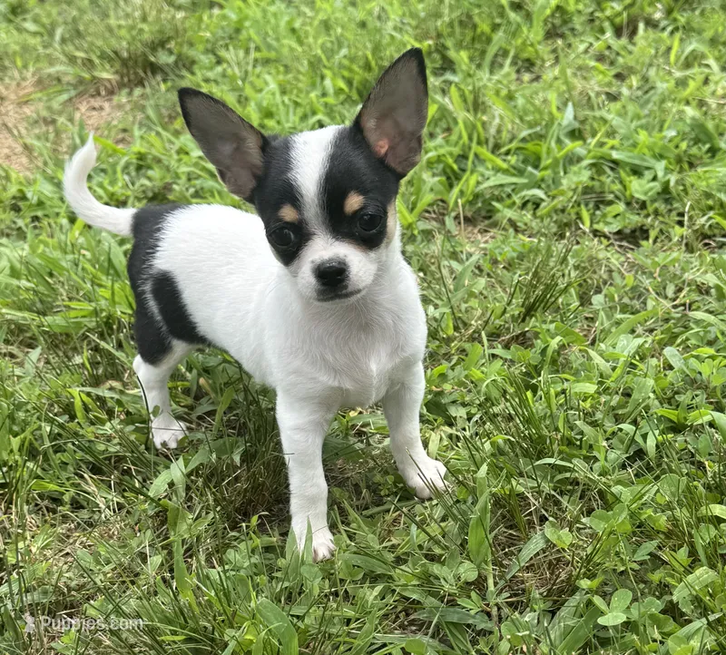 Taquito – Chihuahua puppy for sale in Seymour, MO