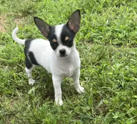 Taquito, a male Chihuahua for sale in Seymour, MO – 2 of 4