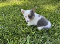Hank, a male Pembroke Welsh Corgi for sale in Seymour, MO – 4 of 4