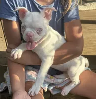 Taz, a male Boston Terrier for sale in Seymour, MO – 1 of 2