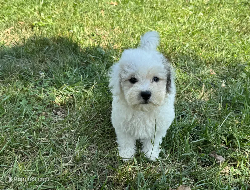 Max  – Maltipoo puppy for sale in Seymour, MO