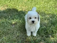 Max , a male Maltipoo for sale in Seymour, MO – 1 of 4
