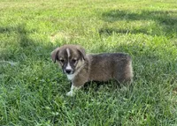 Darcy, a female Pembroke Welsh Corgi for sale in Seymour, MO – 2 of 5