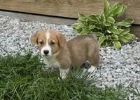 Ruby, a female Pembroke Welsh Corgi for sale in Seymour, MO – 4 of 6