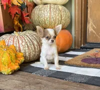 Pixie , a female Chihuahua for sale in Seymour, MO – 3 of 4