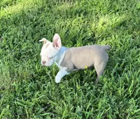 Sapphire, a female Boston Terrier for sale in Seymour, MO – 2 of 6