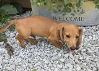 Roby, a male Dachshund for sale in Seymour, MO – 4 of 4