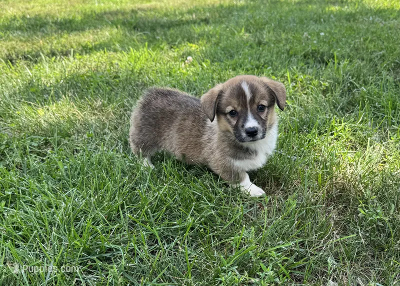 Darcy – Pembroke Welsh Corgi puppy for sale in Seymour, MO