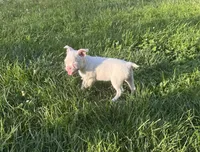 Alvin, a male Boston Terrier for sale in Seymour, MO – 3 of 4