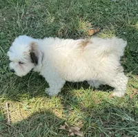 Max , a male Maltipoo for sale in Seymour, MO – 3 of 4